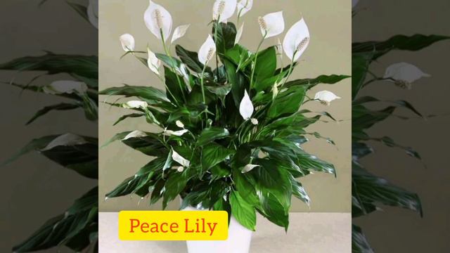 Top 10 Indoor Plants 🌱 For Clean Air || Garden Colony смотреть онлайн