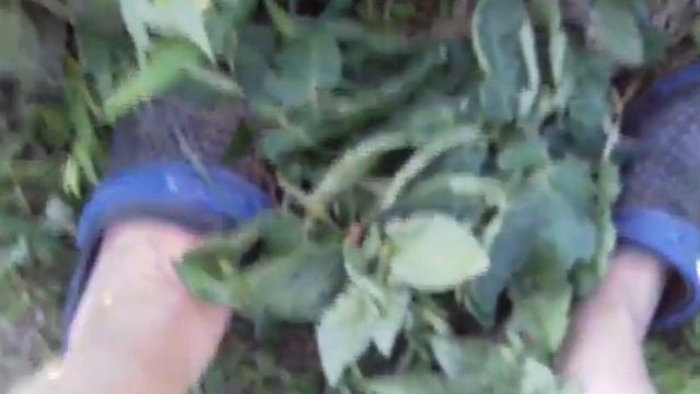 Обрезать нельзя оставить. Лист томата когда , какие и сколько обрезать смотреть онлайн