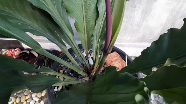 Anthurium Plowmanii Croat | Beautiful Anthurium | Plant Collection