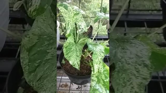 SYNGONIUM!!!! TANAMAN YANG IKUT NAIK DAUN !! Kolektor must have this plants!! смотреть онлайн
