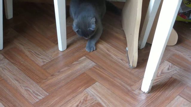 а я сошла с ума смотреть онлайн