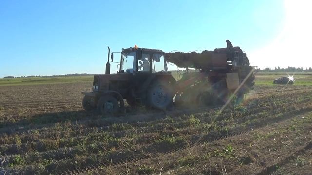 Трактор МТЗ с комбайном КПК 2-01 "Рязанец" копает картофель смотреть онлайн