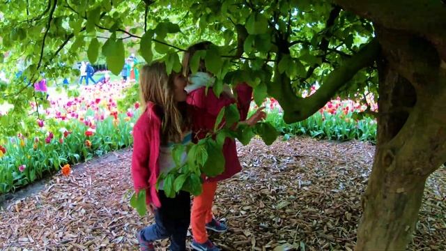 Keukenhof Holland - The Tulip Garden of Europe in 4K смотреть онлайн