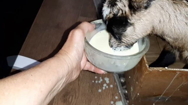 Коза родила четверых козлят!!! смотреть онлайн