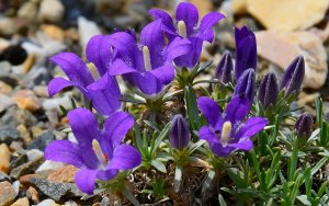 «Эдрайантус (Edraiantus)» РЕЛАКС ТЕРАПИЯ ИМПРОВИЗАЦИЯ композитор Виктор Анохин #музыка #piano #цветы