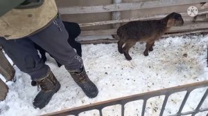 Биркование овец