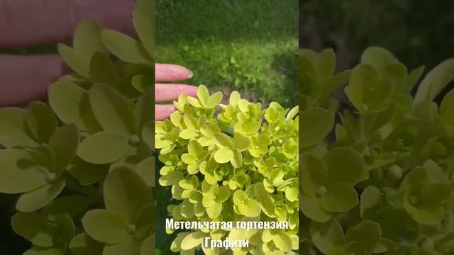 Метельчатая гортензия Графити🥰 28.06 #гортензияметельчатая #метельчатаягортензия #гортензияграфити смотреть онлайн
