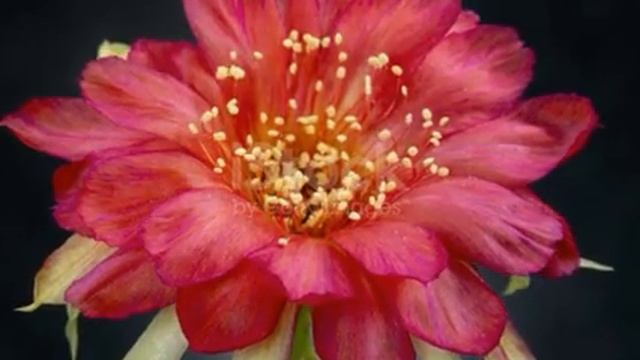 Топ відео 2023?Цікаві анімації з красивих квітів? Top video 2023? Interesting animations of flowers смотреть онлайн