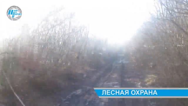 Охрана леса в лесхозе 1 смотреть онлайн