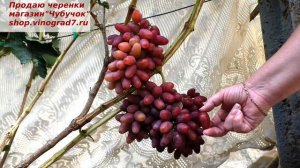 Казанова- тот виноград который покорит вас своим и видом и вкусом.