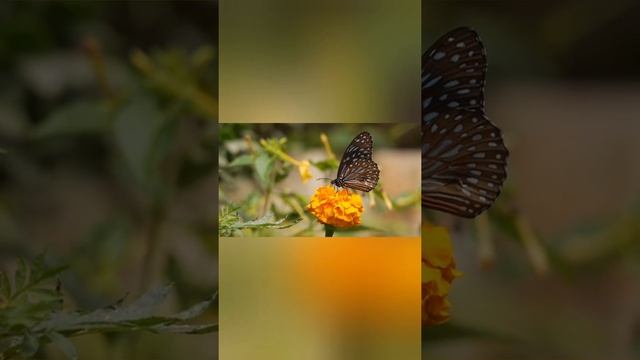 Прививка..?..от наивности..и..доверчивости..? смотреть онлайн