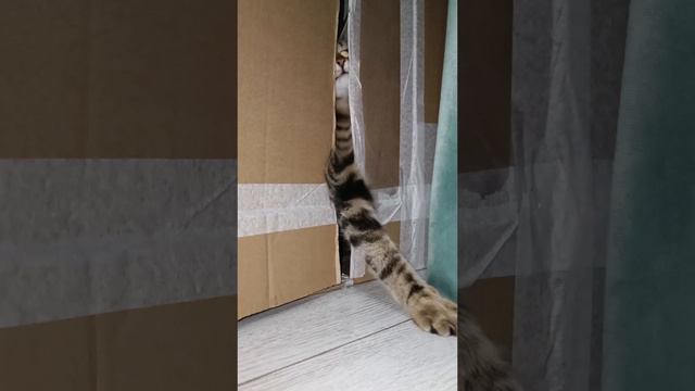 #котики #кошкиндом Есть кто дома?