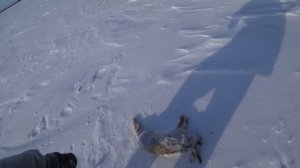 Охота на зайца 24г. Столько много я ещё не стрелял на охоте на зайца!