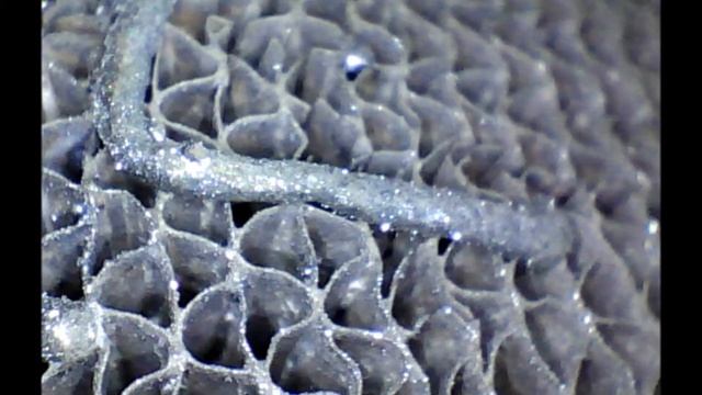 Новый катаколлектор 2112 16 кл. jProbe ST/NT S.Macro. смотреть онлайн