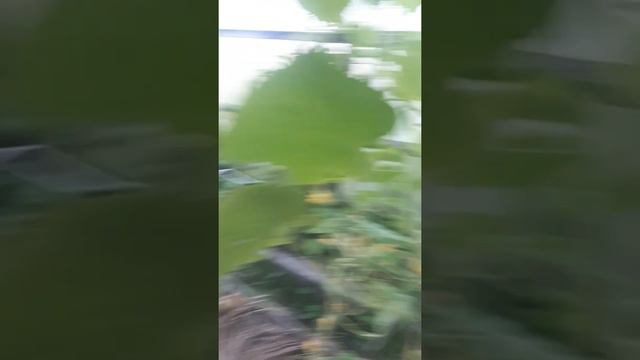 что я буду есть смотреть онлайн
