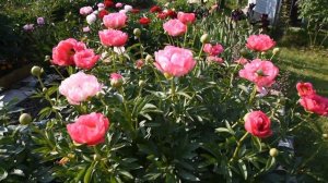 Обзор пиона Цитерия (Cytherea)