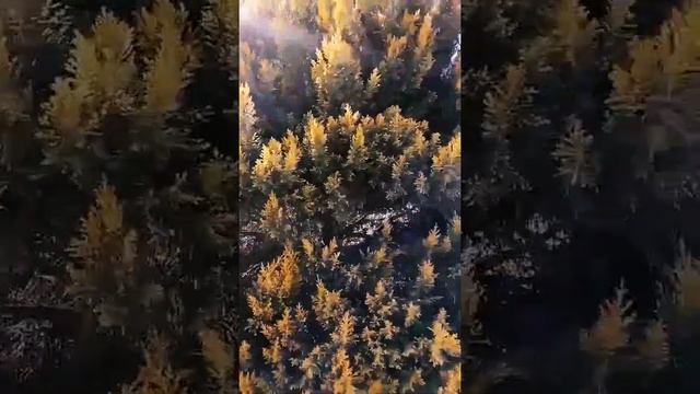 Chamaecyparis lawsoniana plant смотреть онлайн