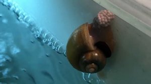Улитка ампулярия! Размножение ампулярий..Рассказ о  размножении аквариумных улиток ампулярий
