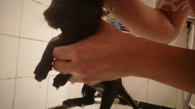 Влог #24 Купаем Котёнка смотреть онлайн