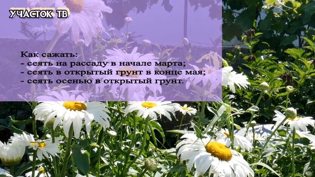 Садовая ромашка - Выращивание Ромашки - Как Вырастить Ромашку из Семян смотреть онлайн