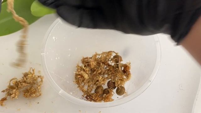 ПОДРОБНАЯ ПЕРЕСАДКА орхидеи БАБОЧКИ Пират Пикоти + ОБЗОР двойного ГОРШКА Liven Green смотреть онлайн