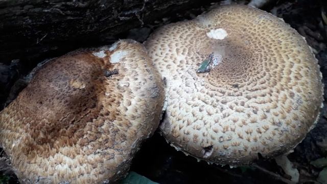 Reuzenchampignon - Agaricus augustus смотреть онлайн