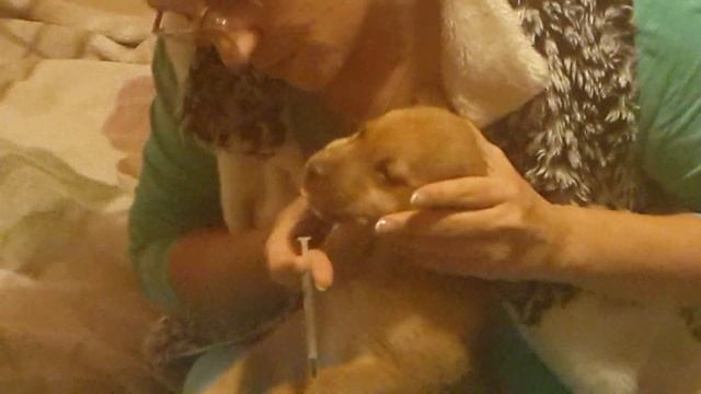 Щенок, подобранный в Сдероте смотреть онлайн