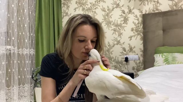 Попугай Кирюша делает педикюр смотреть онлайн