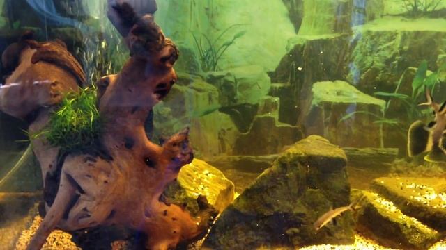 Кормление цихлид травой смотреть онлайн