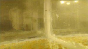 Дафния моина из сухого корма1