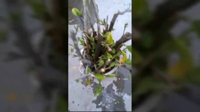 Hibiscus Plant Repotting with Update 05-July-2018 смотреть онлайн