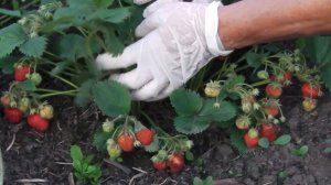 КЛУБНИКА ДИВНАЯ  , УРОЖАЙНОСТЬ ОДНОГО КУСТА ЗЕМЛЯНИКИ  ДИВНАЯ