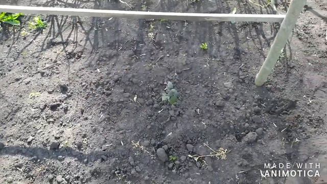 Марафон по посадке томатов продолжается/Ежевика с канала "Ежемарина"/Понравился канал смотреть онлайн