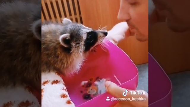 Как живут еноты с человеком, ручной енот смотреть онлайн