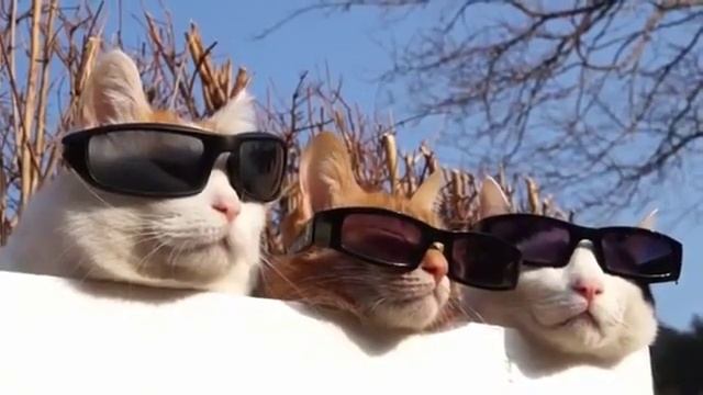 Кошки и солнцезащитные очки Cats With Cheap Sunglasses смотреть онлайн