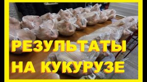 Кормить бройлера кукурузой!  И что в итоге?