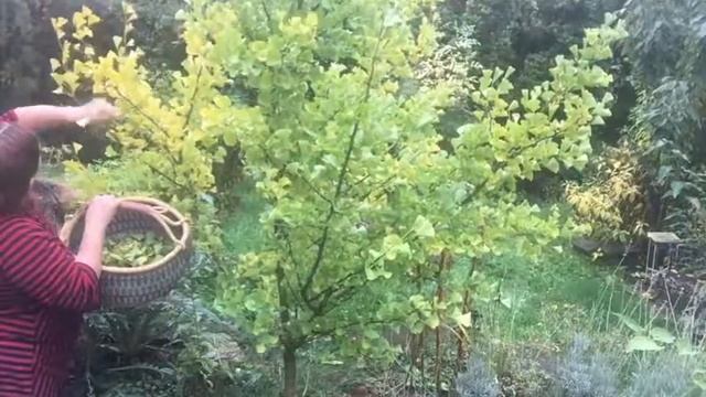 Ginkgo Biloba (Ginkgoales) Gathering And Processing