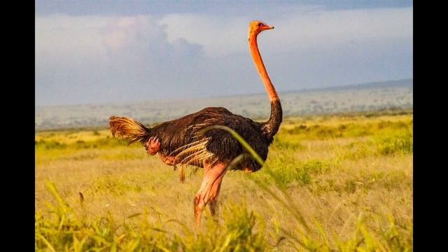 Забавные Птицы // Страус