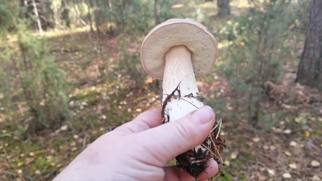 ГРИБНЫЕ ВЫХОДНЫЕ! ЧАСТЬ 3/3. смотреть онлайн