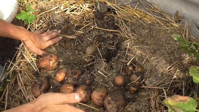 Картошка ПОД СОЛОМОЙ в скатах 2022 год смотреть онлайн