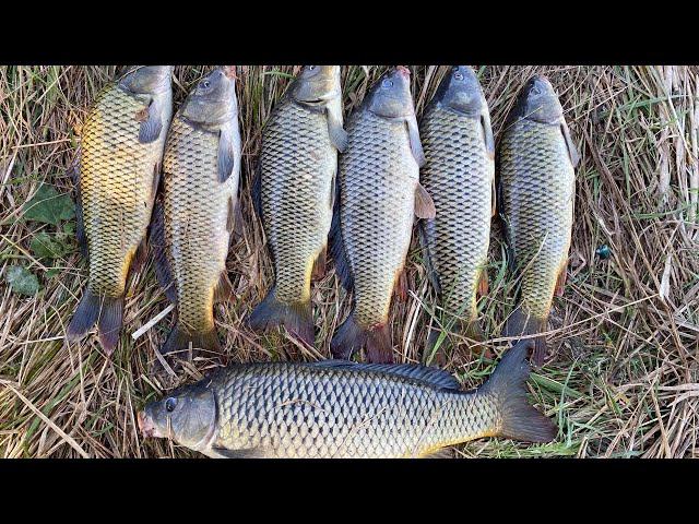 ОН ЛОВИТСЯ ТОЛЬКО УТРОМ! Бешеный клев сазана в Астрахани! смотреть онлайн