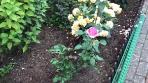 Розы.Делюсь секретами посадки нескольких роз в одну лунку.