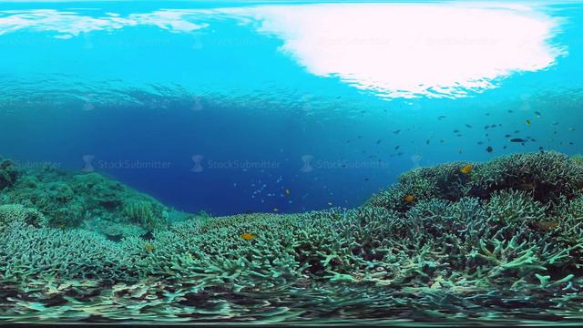 Coral reef and tropical fish 360VR. Panglao, Philippines 4k video. смотреть онлайн