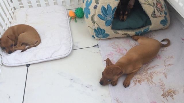 Той-терьер, чем кормить той-терьера? смотреть онлайн