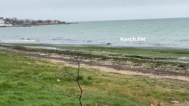 Вонь и тина: береговая линия пляжа «Черепашка» нуждается в расчистке смотреть онлайн