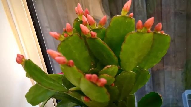 Rescuing Easter Houseplants From Home Depot смотреть онлайн