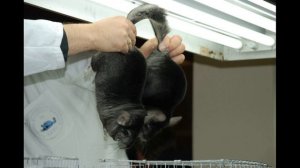 Как держать шиншиллу в руках. Все способы