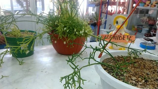Rhipsalis Cereuscula смотреть онлайн