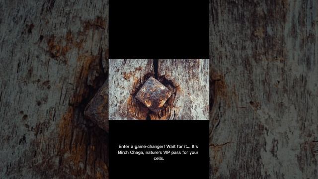 Unlock the Secrets of Birch Chaga Powder | 12 FUEL’s Wellness Revelation! смотреть онлайн