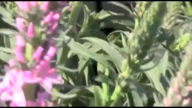 Veronica 'Giles Van Hees' смотреть онлайн